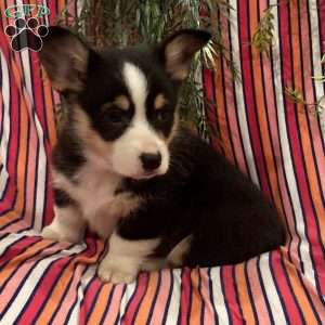 Chocolate, Pembroke Welsh Corgi Puppy